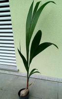 XL (150 cm) Echte Kokospalme.🌴 XL (150cm)   Un vrai Cocotie